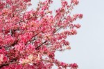 企业站群系统的构建与应用
