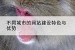 不同城市的网站建设特色与优势