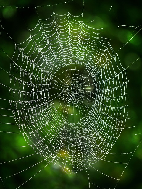 网络, 蜘蛛网, 落下